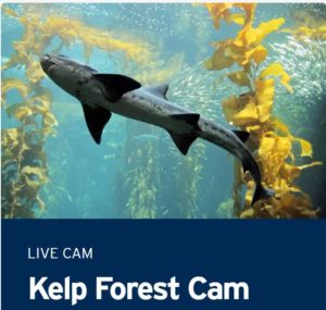 Live Cams